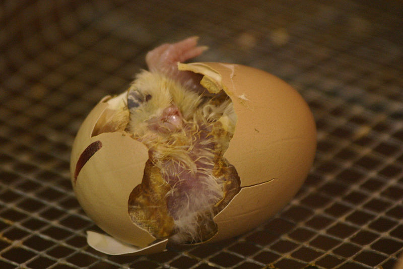 egg incubation