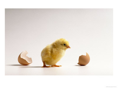 Chicken Egg Incubation  Realfarmville's Blog